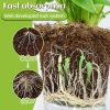 MoonSpry Plant Catalyst Stick, Plant Fruit And Vegetable Pot Flower Bud Flower Hair Root Growth Fertilizer Stick
