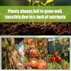 MoonSpry Plant Catalyst Stick, Plant Fruit And Vegetable Pot Flower Bud Flower Hair Root Growth Fertilizer Stick